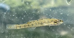 Etheostoma gracile