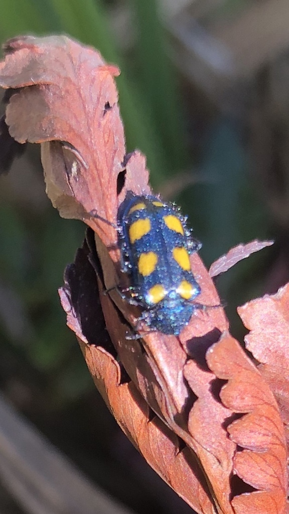 Astylus scalaris