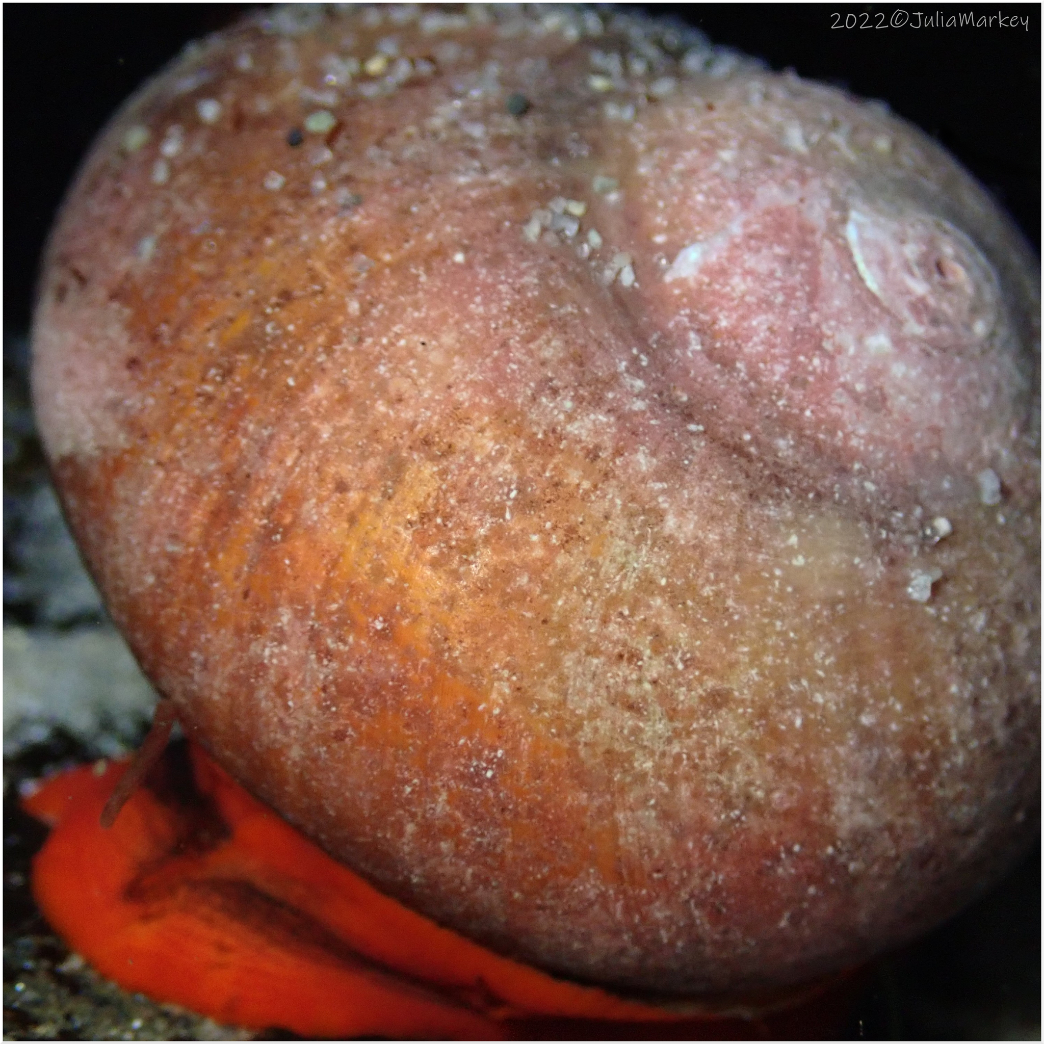 Red Foot Moon Snail (Norrisia norrisii) Species Profile 