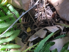 Matteuccia struthiopteris