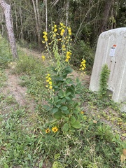 Crotalaria spectabilis