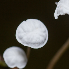 Marasmius epiphyllus