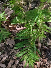 Matteuccia struthiopteris