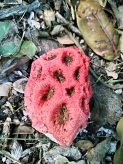 Clathrus crispus