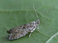 Epinotia