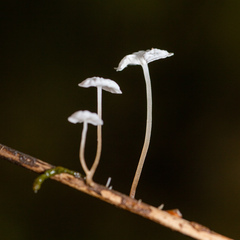 Marasmius epiphyllus
