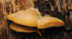 Crepidotus crocophyllus