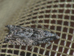 Epinotia
