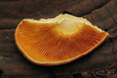 Crepidotus crocophyllus