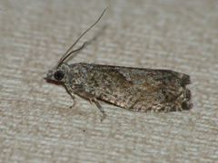 Epinotia