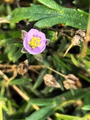 Spergularia rupicola