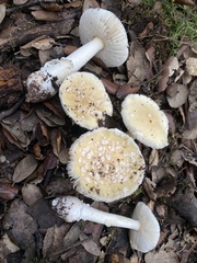 Amanita gioiosa