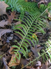 Matteuccia struthiopteris