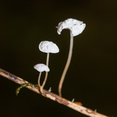 Marasmius epiphyllus