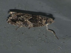 Epinotia