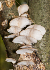 Pleurotus ostreatus