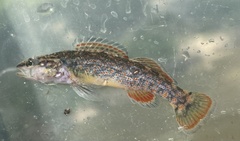 Etheostoma artesiae