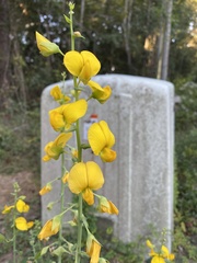 Crotalaria spectabilis