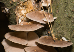 Pleurotus ostreatus