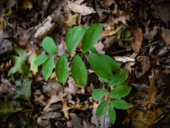 Uvularia sessilifolia