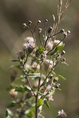 Erigeron acris