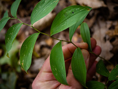 Uvularia sessilifolia