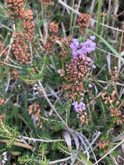 Erica vagans