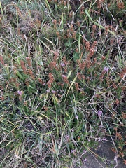 Erica vagans