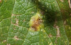 Pachypsylla