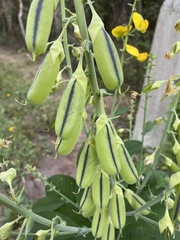 Crotalaria spectabilis