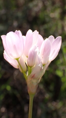 Allium roseum