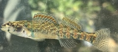 Etheostoma collettei