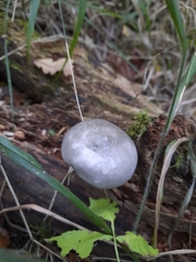 Pluteus