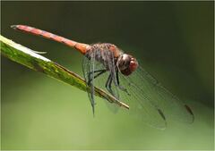 Elasmothemis cannacrioides