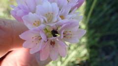 Allium roseum
