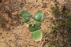 Haemanthus sanguineus