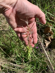 Epilobium parviflorum