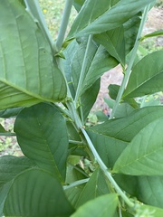 Crotalaria spectabilis
