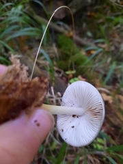 Pluteus