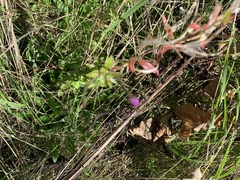 Epilobium parviflorum