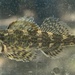 Harlequin Darter - Photo (c) fishecke, some rights reserved (CC BY-NC), uploaded by fishecke