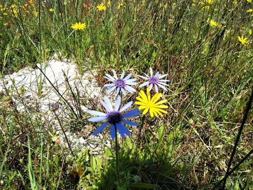 Felicia heterophylla, photograph 6