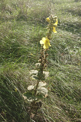 Verbascum phlomoides