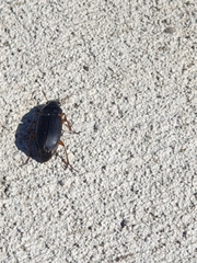 Harpalus pensylvanicus