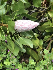 Protea cynaroides