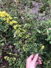Solidago erecta