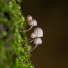 Mycena