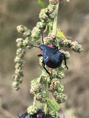 Alcaeorrhynchus grandis