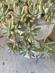 × Graptosedum