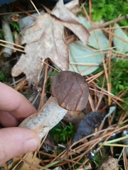 Leccinum scabrum